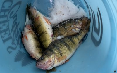 Mid Week Ice Fishing Report-February 16th, 2022