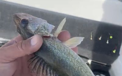 Missouri River and ND Fishing Report-October 9th, 2022