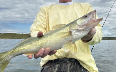 Lake Sakakawea Fishing Report-July 16th, 2023